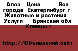 Алоэ › Цена ­ 150 - Все города, Екатеринбург г. Животные и растения » Услуги   . Брянская обл.,Клинцы г.